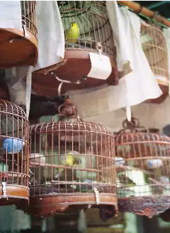 YUEN PO STREET BIRD GARDEN