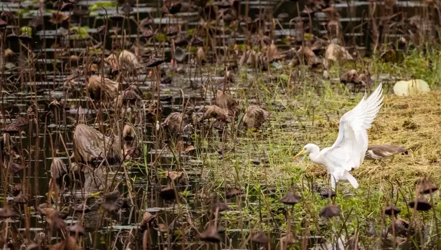 WETLAND PARK