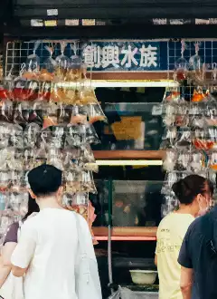 GOLDFISH MARKET