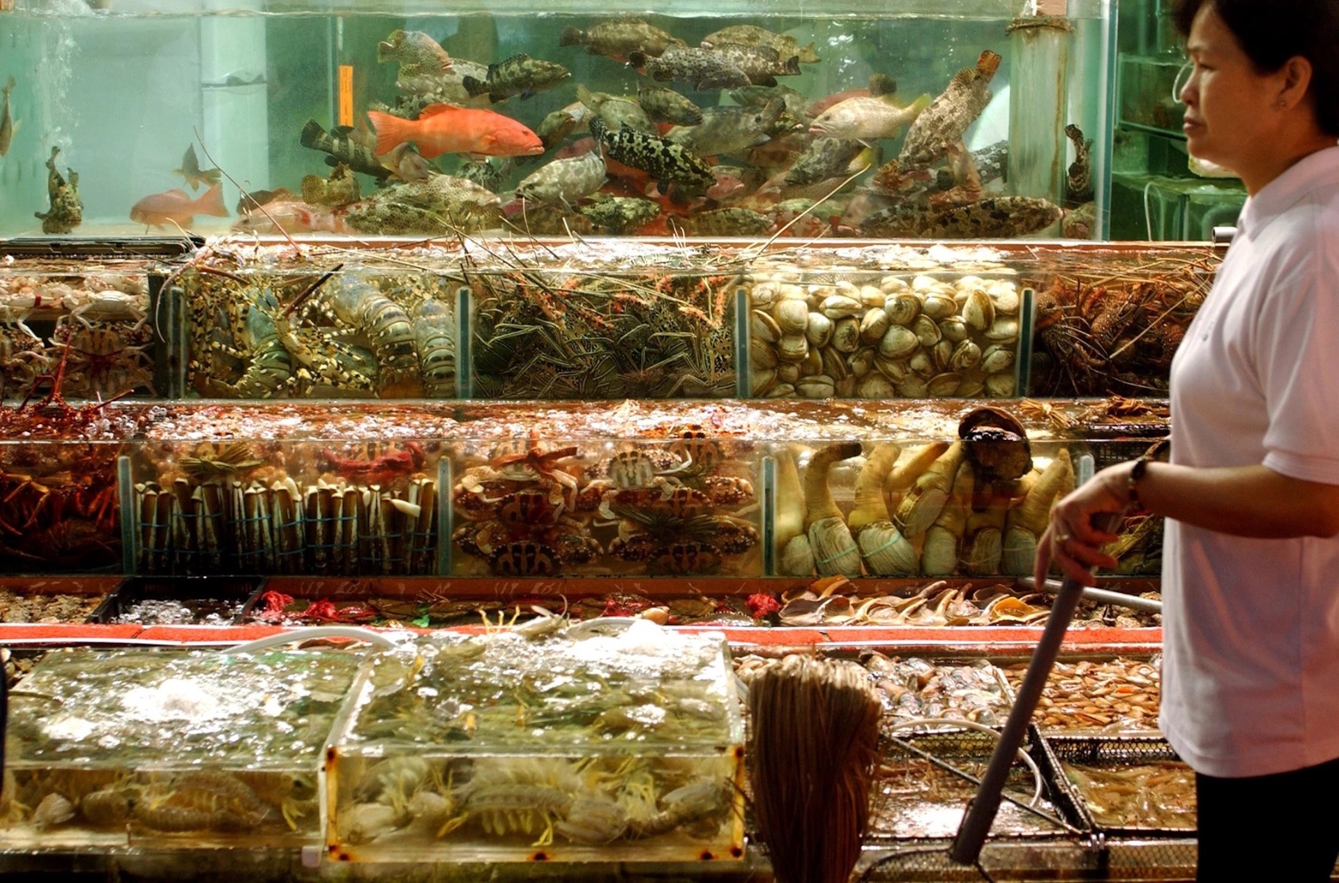 Introducing Hong Kong Seafood Decoding The Hong Kong Seafood Experience introducing-hong-kong-seafood-decoding-the-hong-kong-seafood-experience