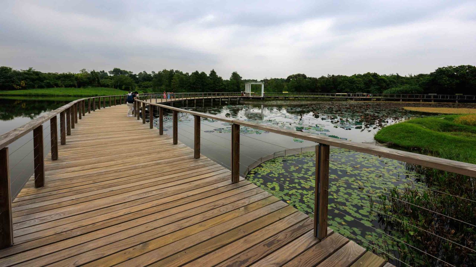 Walk through the wooden plank road and discover the nature